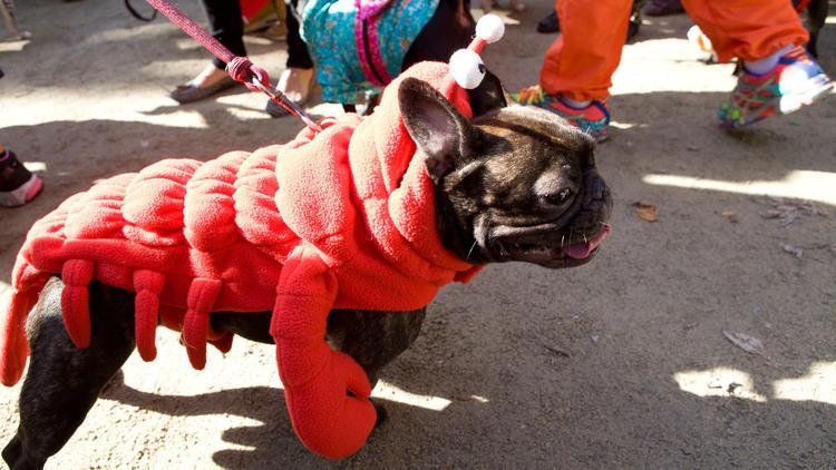 Tompkins Square Halloween Dog Parade